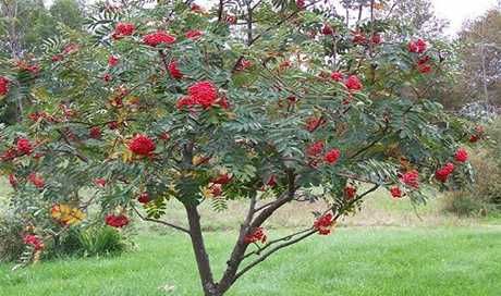 Офика - Sorbus aucuparia,Червена калина viburnum opulus и Жълта калина