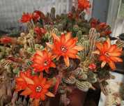 Colonii cactusi peste 25 ani