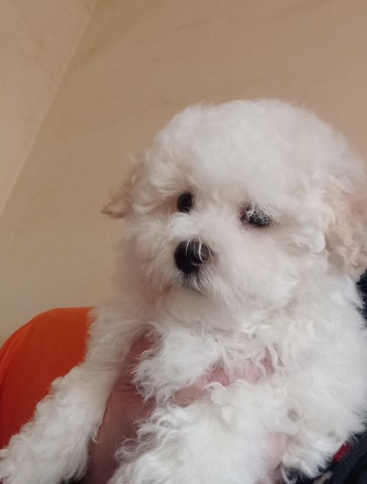 Bichon Maltese cu pedigree