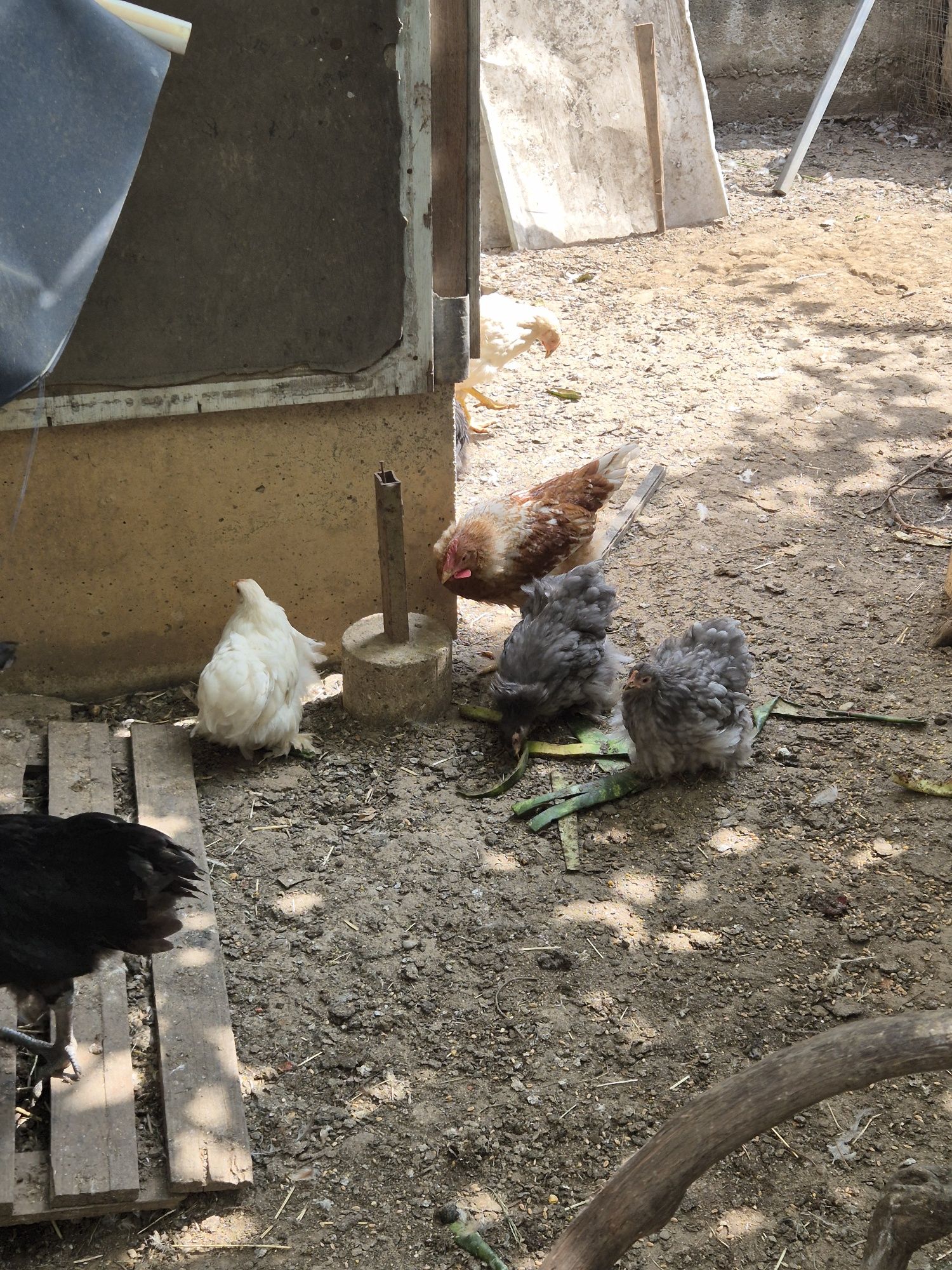 Vând pui cochinchina, brahma , ouatoare si australorp