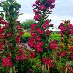 Pomi ornamentali  weigela tip copac