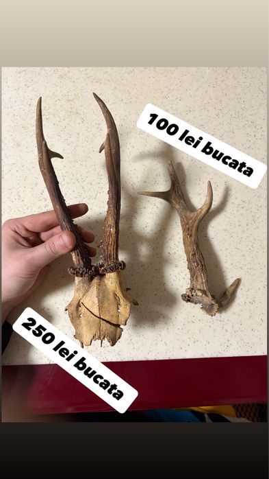 Coarne trofee Cerb țap muflon berbec caprioare panoplie mostenire buni