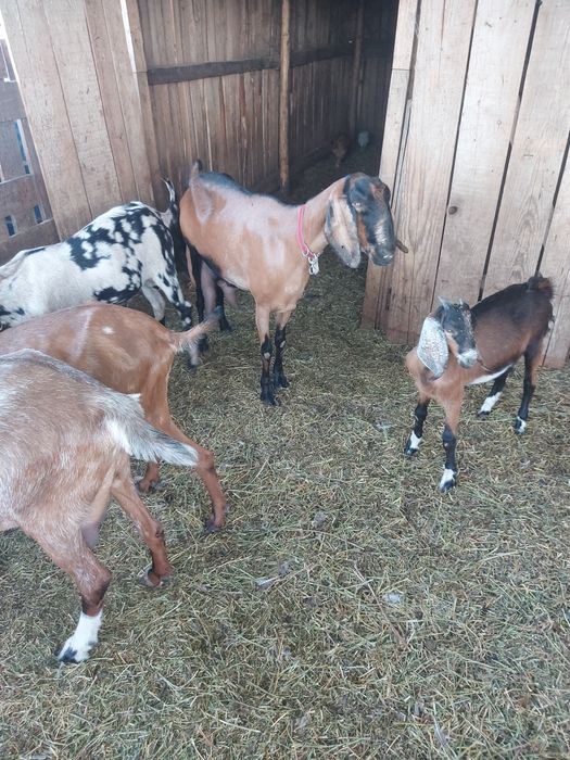 Vand 4 capre anglonubian