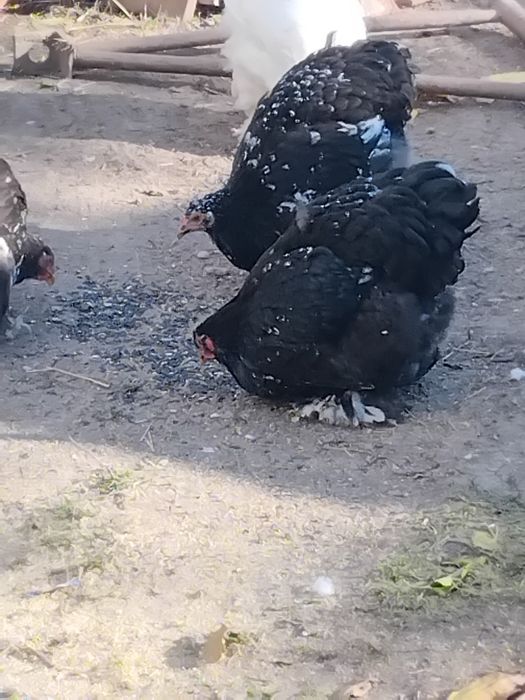 Tineret cochinchina între 5 și 6 luni