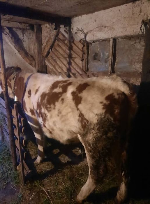 Vand juninca 1 an jumate