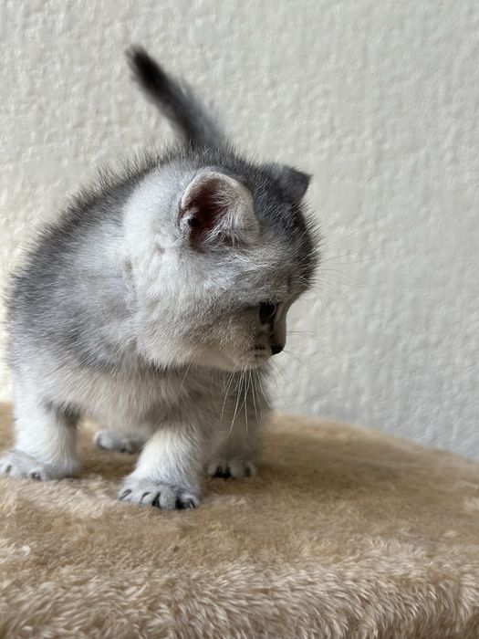 Котёнок 4 шт  Папа скотиш страйт мама  Шиншила скотиш