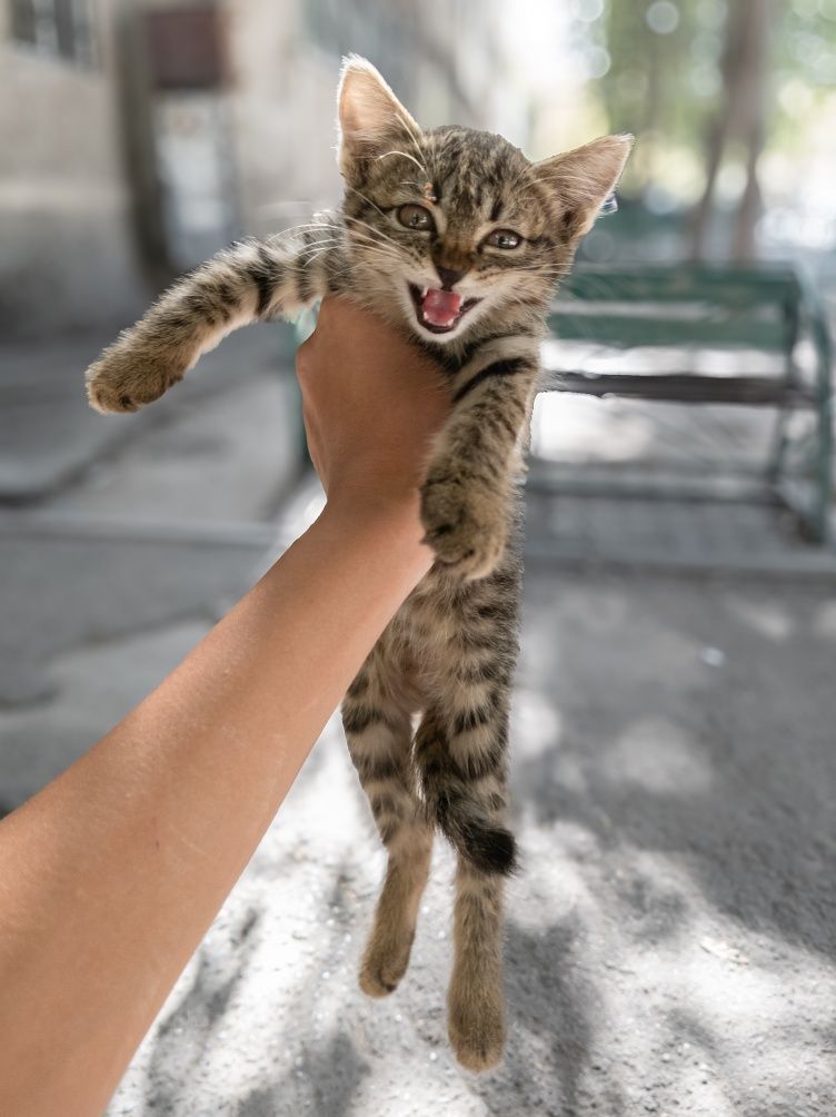Срочно котёнок,котята,кошка,кот