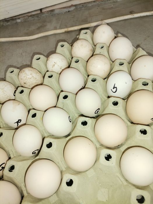 Oua fazani Mai multe rase PT imcubat