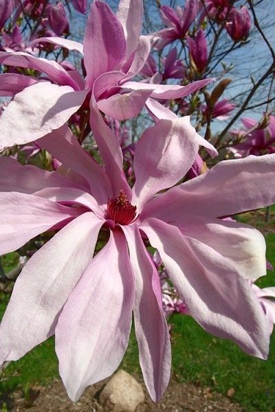 Magnolia Rustica Ruba -Roz închis