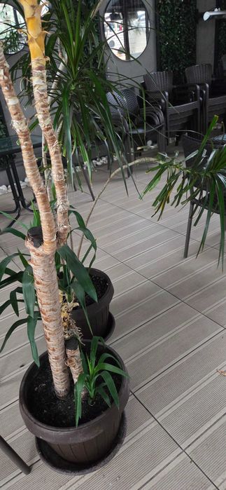 Plante naturale exotice