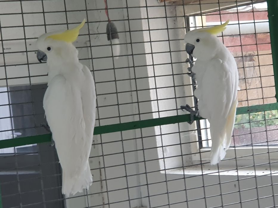 Papagali Kakadu Galerita, 2017, pereche