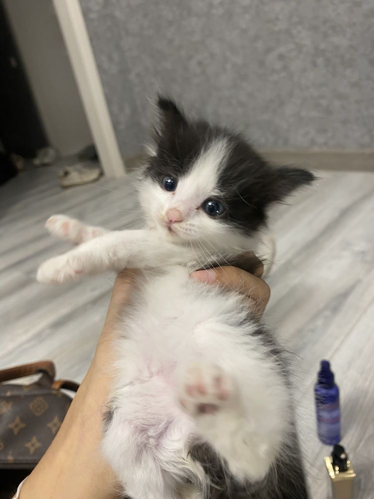 Отдадим котенка мальчик