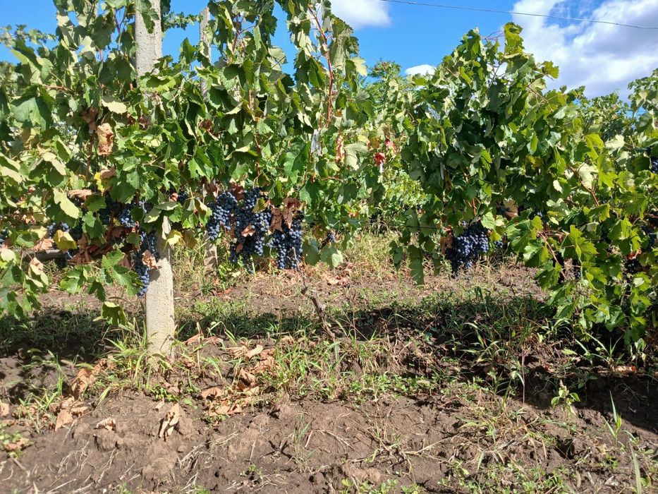 Vând struguri Merlot pentru vin