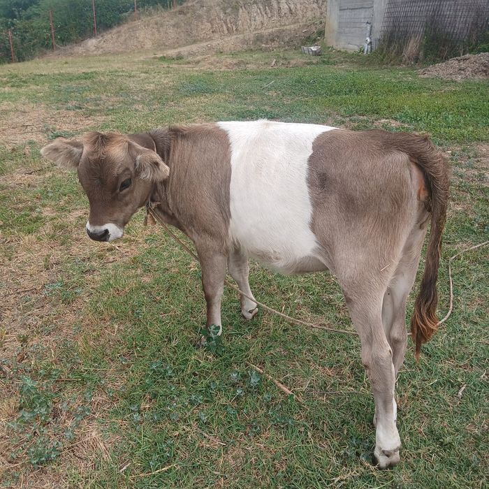 Vițea bună de ținut