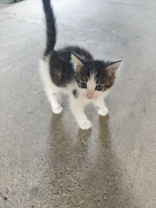 Отдам котенка в добрые руки