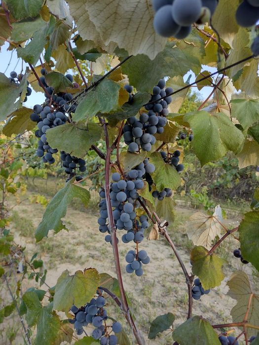 Must căpșunica natural 100%