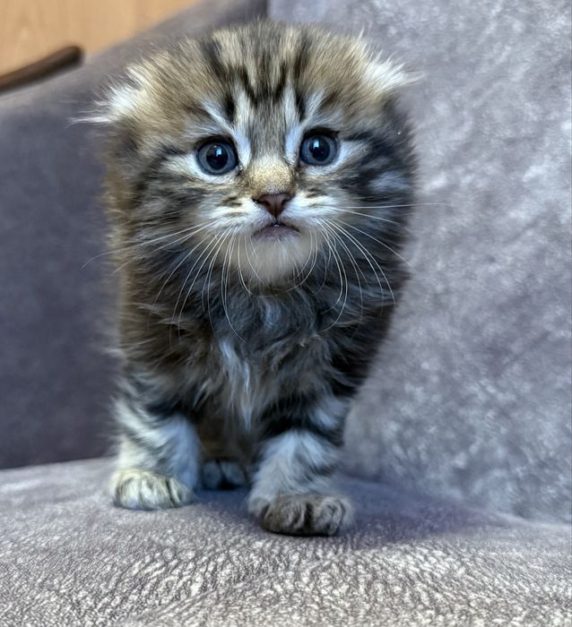 Котята Скоттиш фолд