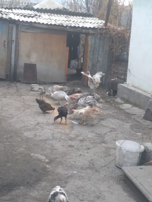 Продам индюшат 15 шт