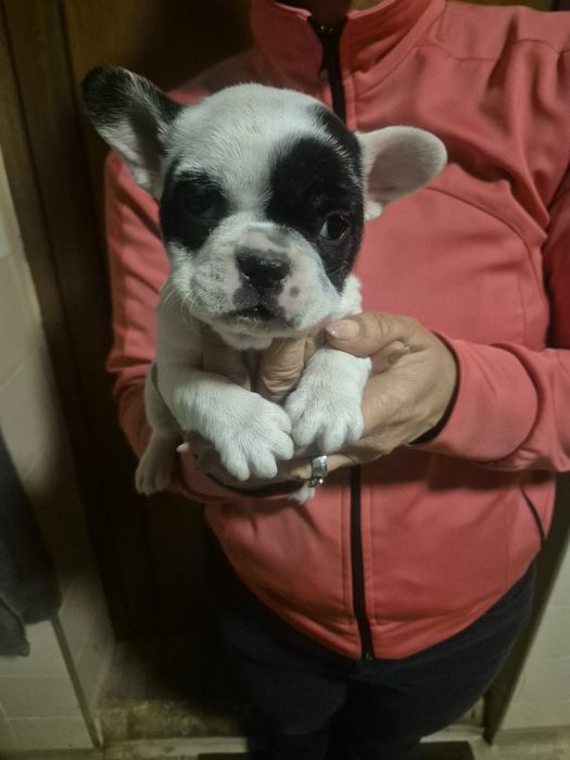 Френски Булдочета