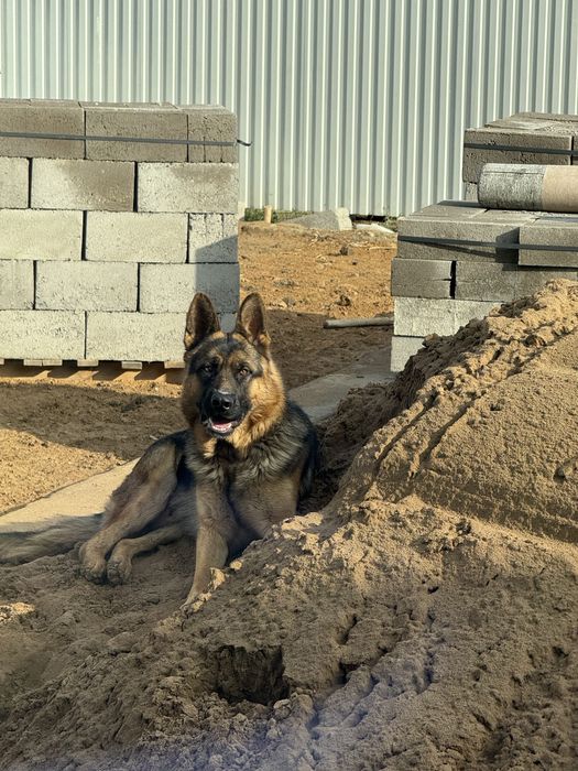 Немецкая овчарка