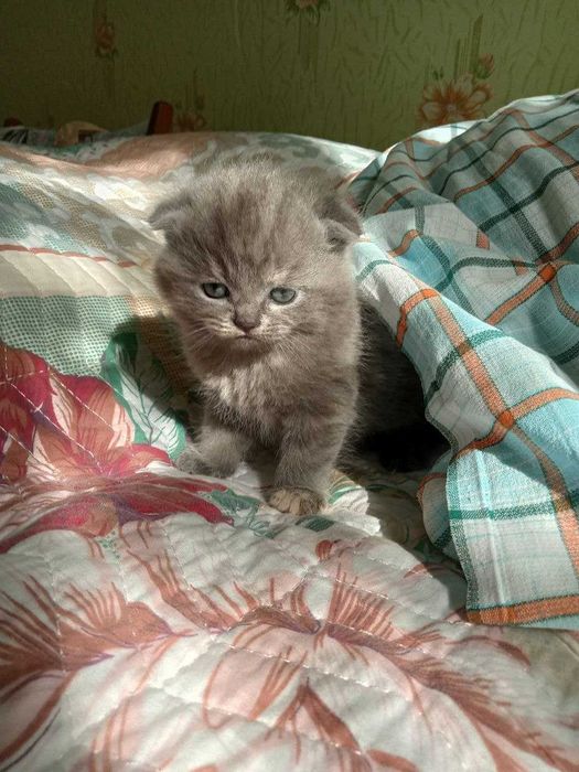 Котята Шотландской вислоухой