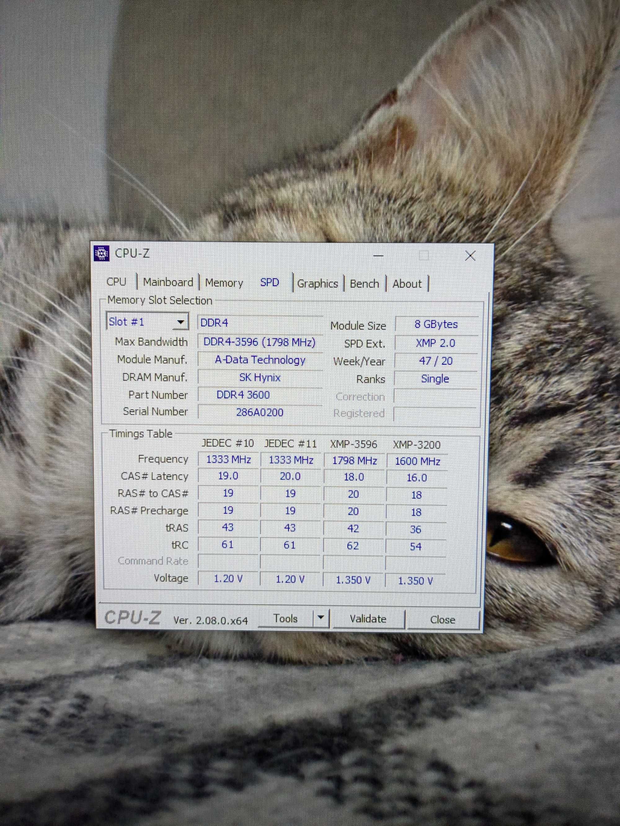 XFX RX 6600 8Gb DDR6