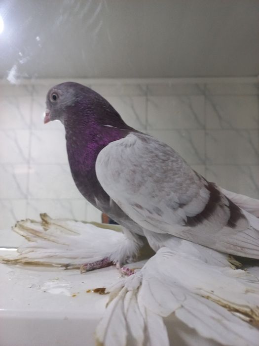 Продам Голубей скобатых разных мастей
