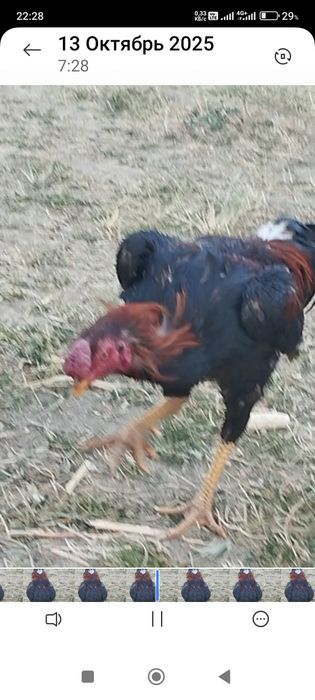 Сатлад срочнаа..