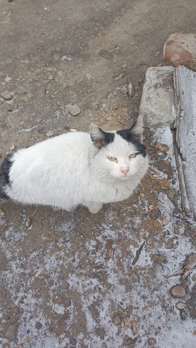 Отдам даром кота
