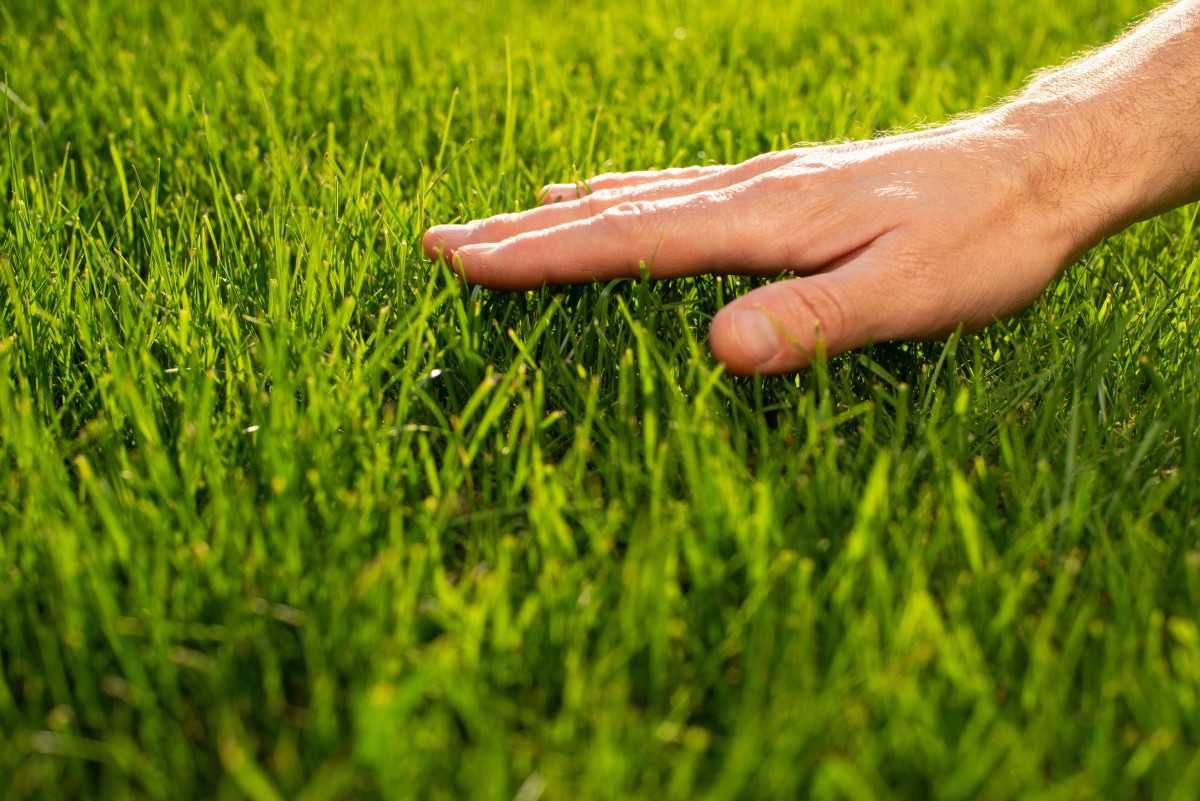 ОТ ПРОИЗВАДИТЕЛЬЯ Продажа Укладка рулонного газон Посев газонная трава
