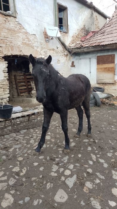 Vând mânză de 7 luni