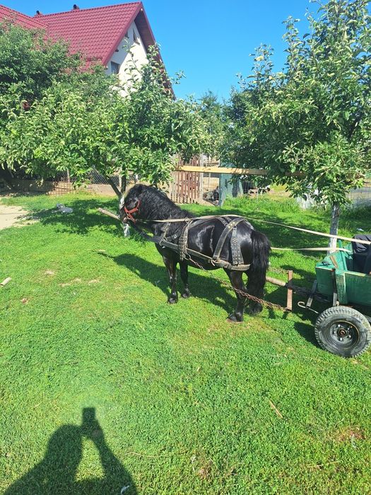 Vând ponel foarte cuminte