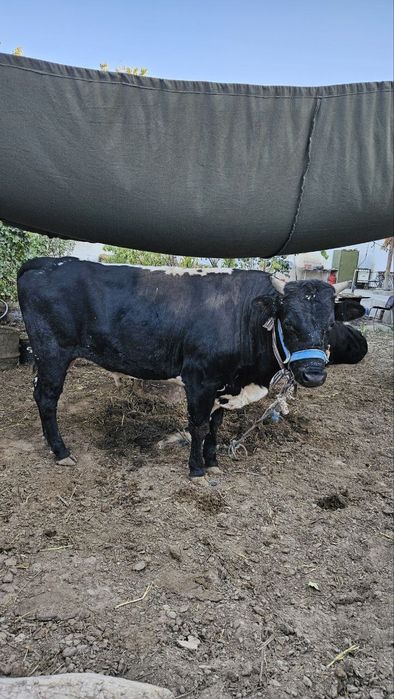 O'kizla sotiladi dish bizgan ikkisiyam