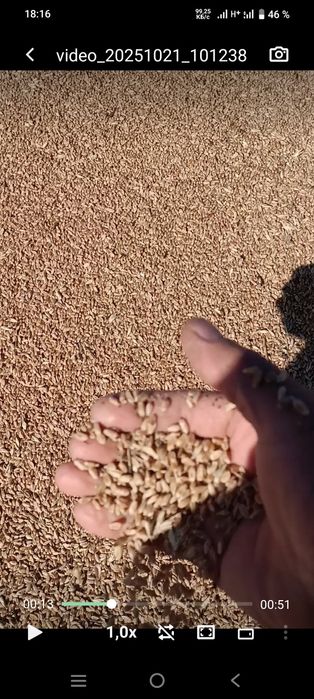 Зерно, бидай, пшеницу,жем