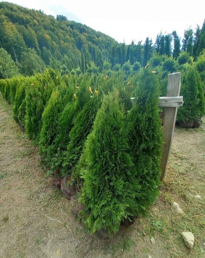 Plante ornamentale tuia smarald Mesteacăn catalpa leylandy