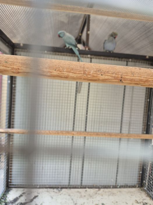 Тути кушлар ва кафас сотилади келишилган холда мурожат учун тел 90 174