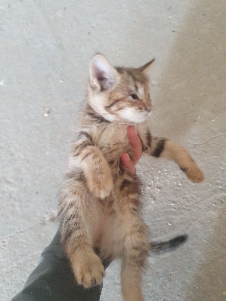 Котята, Mushukchalar