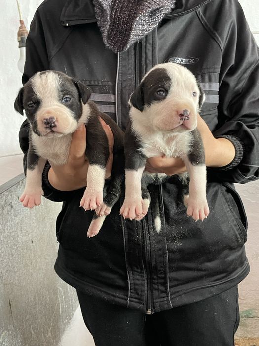 Американски Син питбул/American pitbull /blue nose