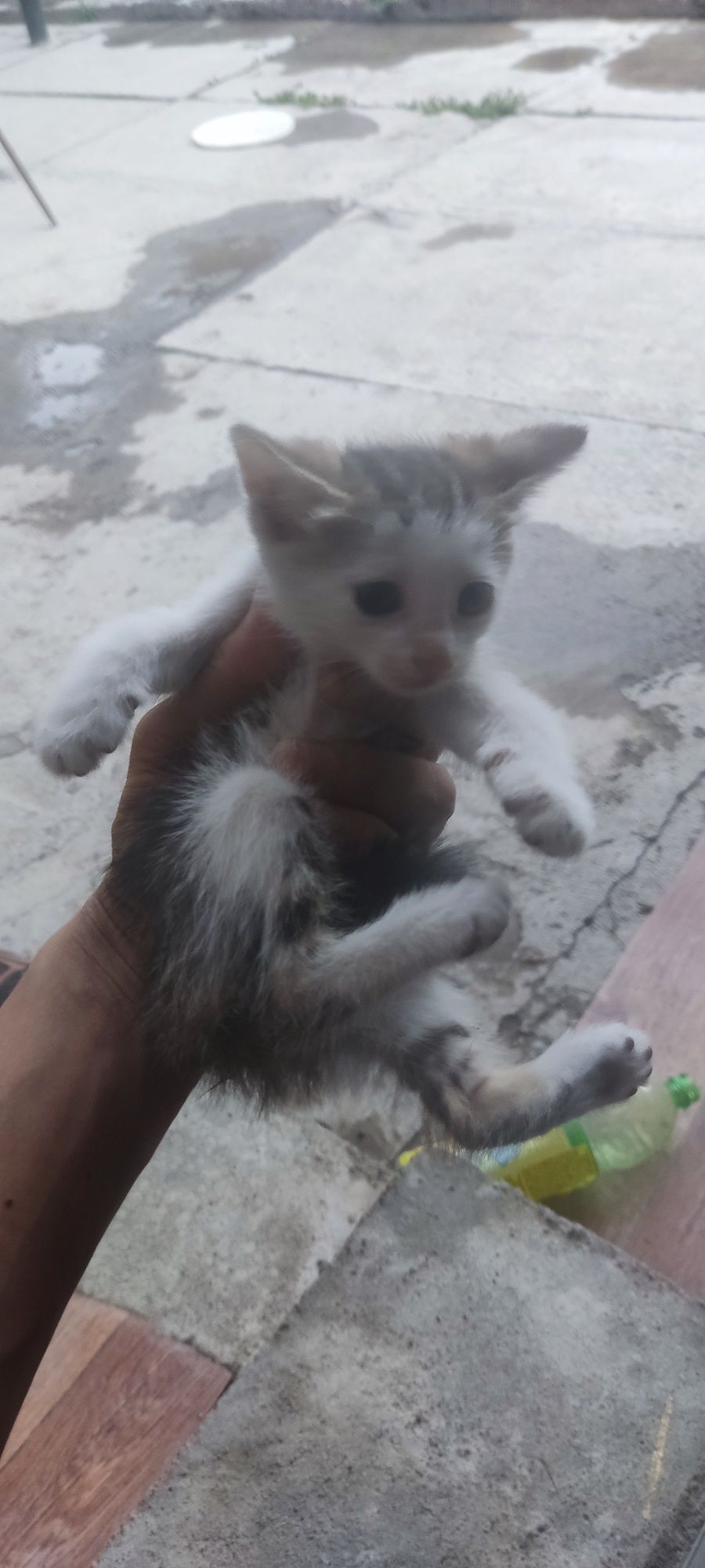 Отдам хороших котят