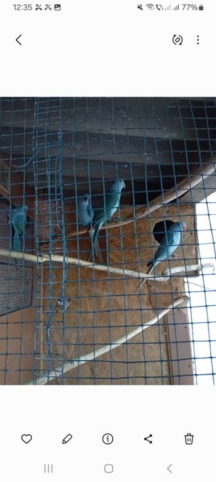 Micul Alexandru  oferta de  sărbători