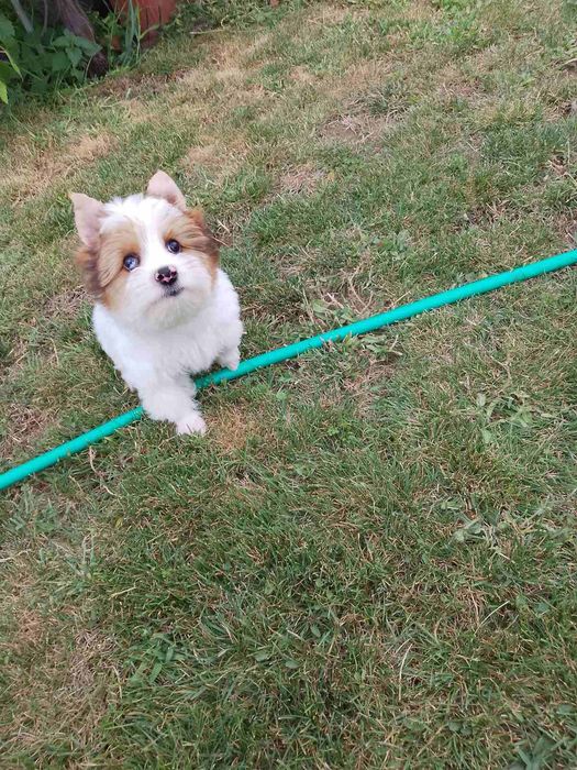 Йорки игриво кученце