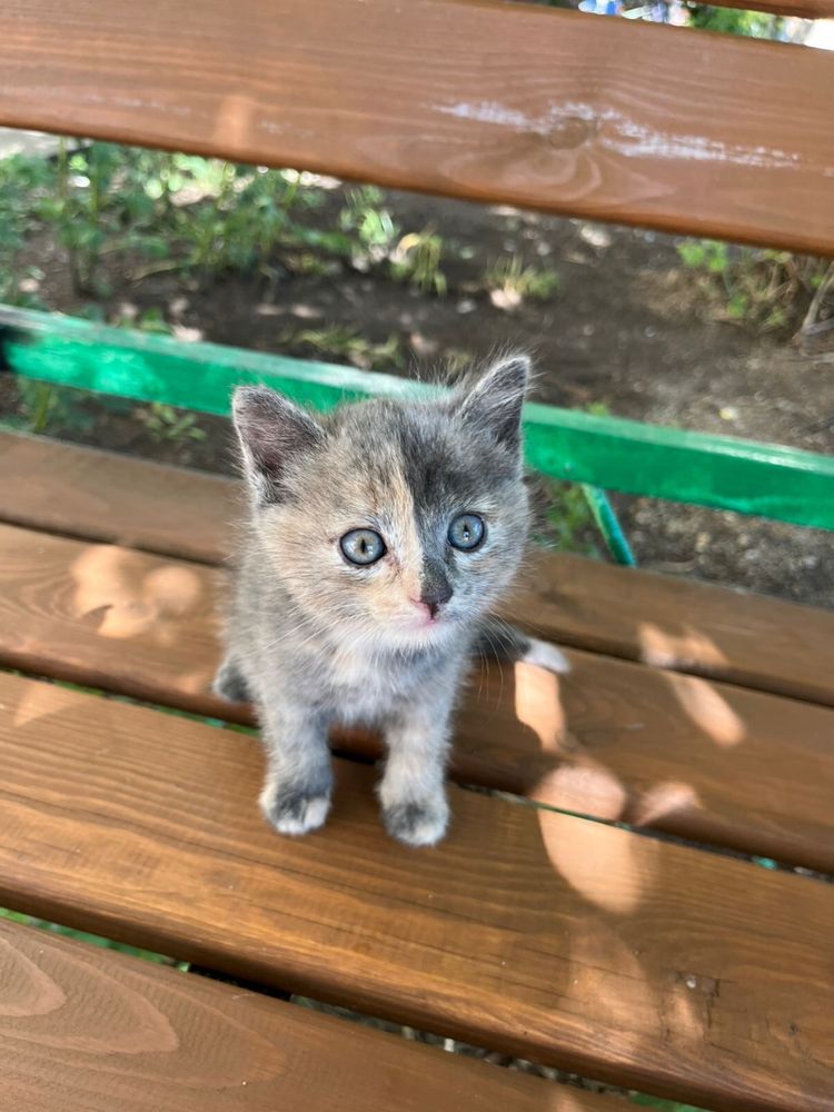 Котики изут дом и тепло