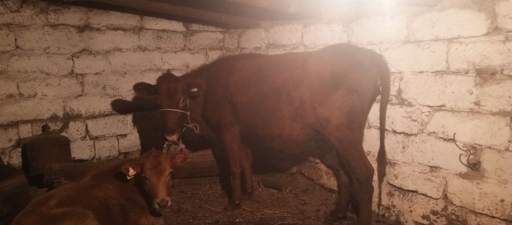 Продам корову,телку, баран, кой,сиир,кашар