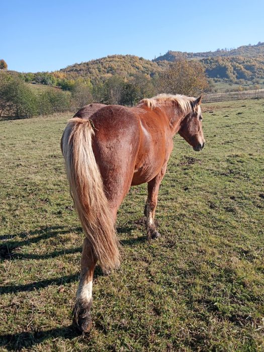 Vând mânz castarat de 2 pe 3 ani