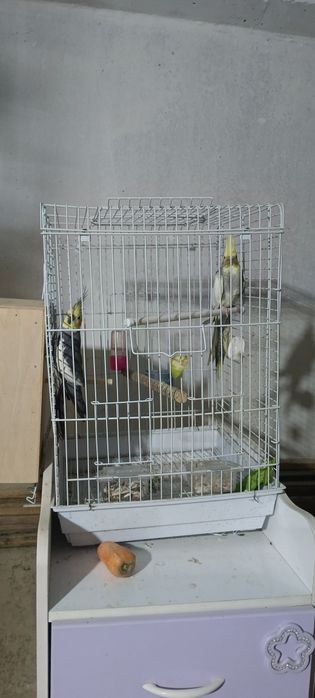 Karella para tayyor sroʻchna sotiladi