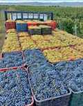 Vand struguri pentru vin