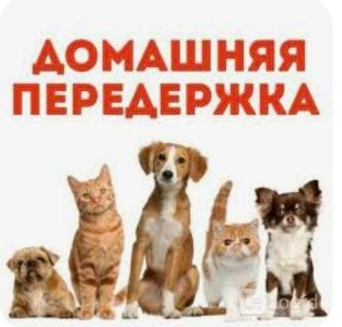 Передержка домашних животных!