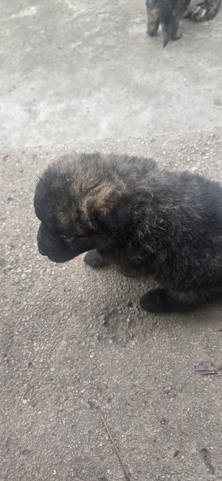 Подарявам кучета Немски овчарки-каракачнки