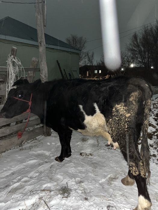 6 жасар сиыр сатылады