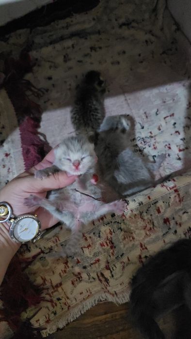 Она бола шотландский фолд